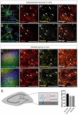 Autism Spectrum Disorder Risk Factor Met Regulates the Organization of Inhibitory Synapses